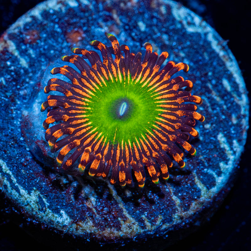 Candy Apple Reds Zoanthid