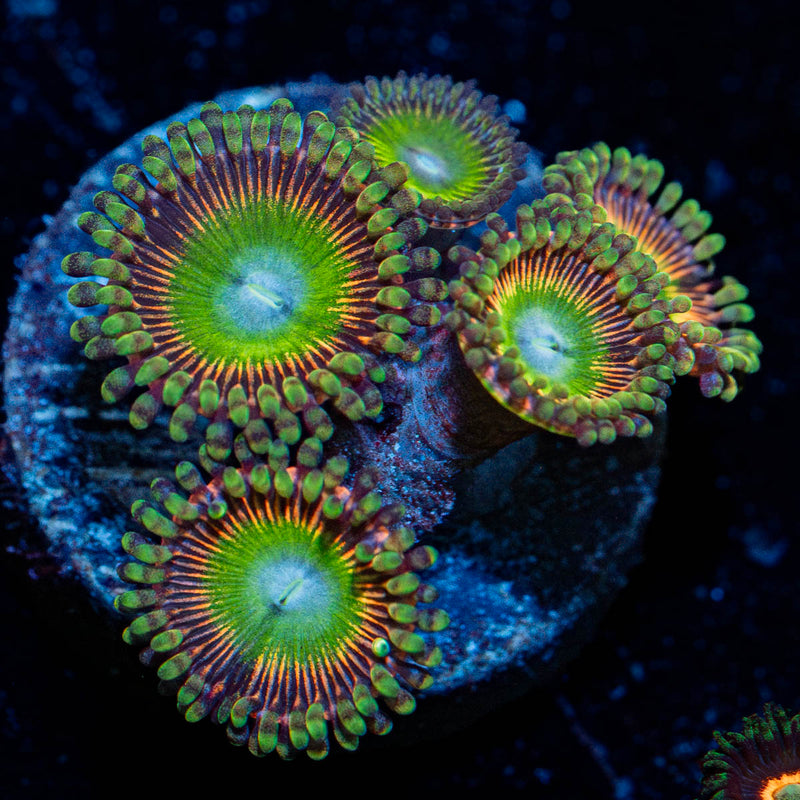 Candy Apple Zoanthid