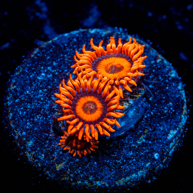 Safe Crackers Zoanthid