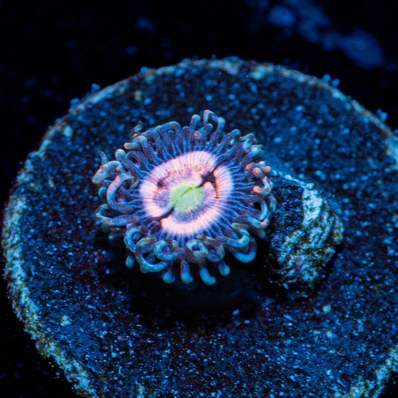 Daisy Dukes Zoanthid