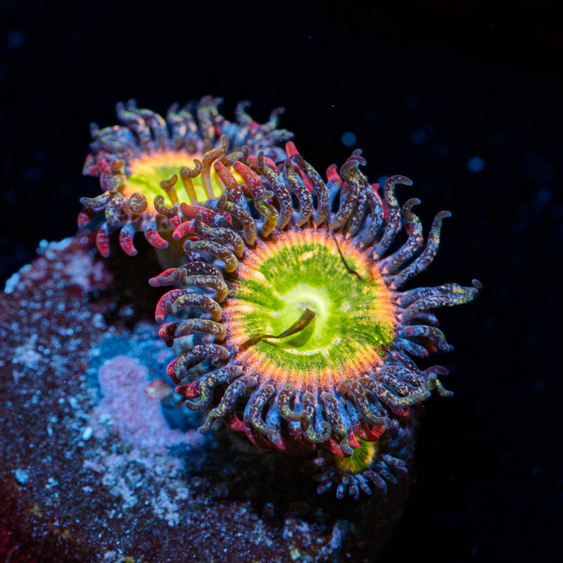 Funny D's Zoanthid