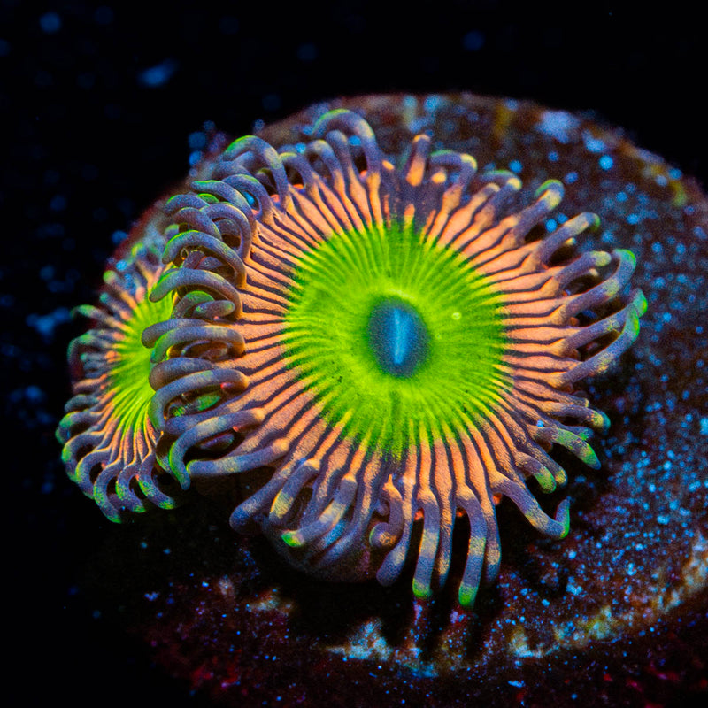 Candy Apple Pink Zoanthid