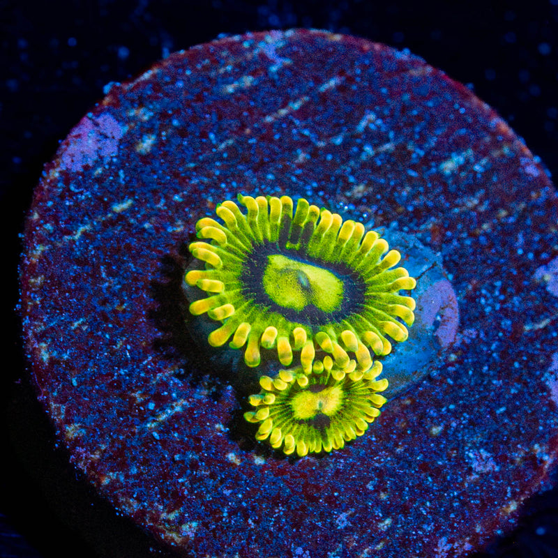 Rainbow Yoda Zoanthid