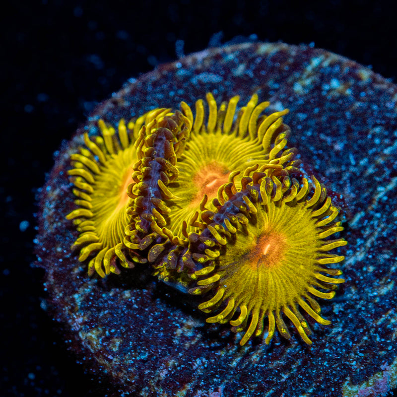 Sun God Zoanthid