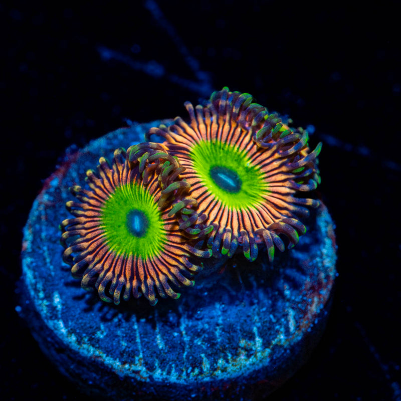 Candy Apple Pink Zoanthid