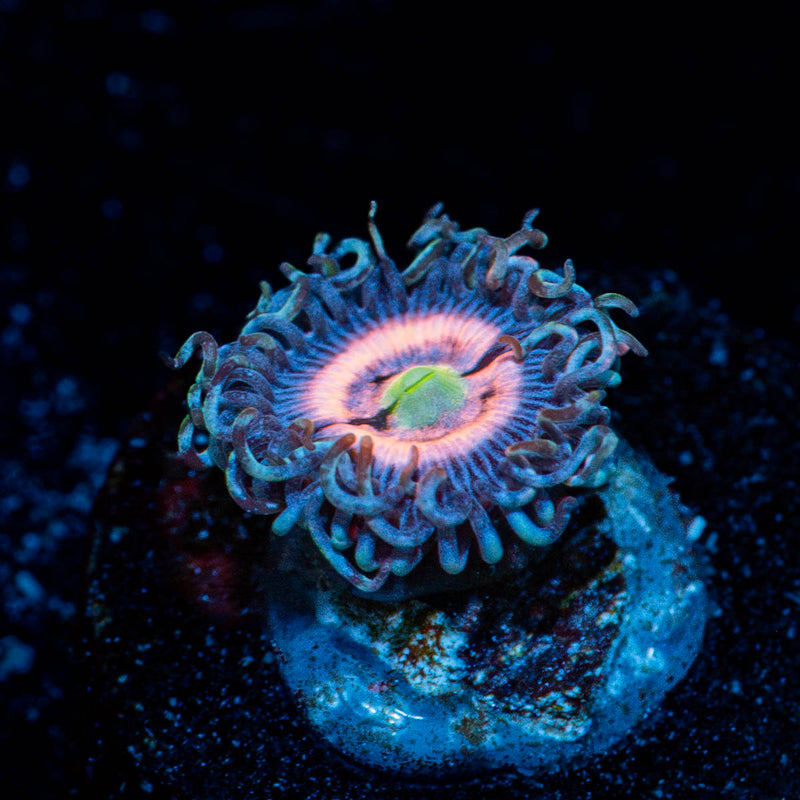 Daisy Dukes Zoanthid