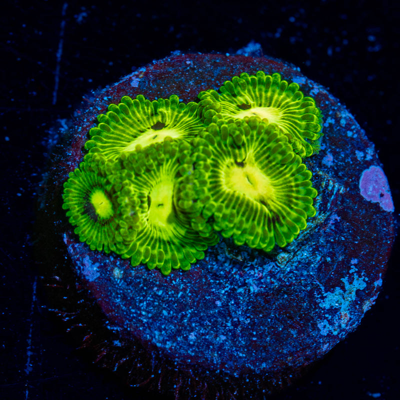 Emerald Muals Zoanthid