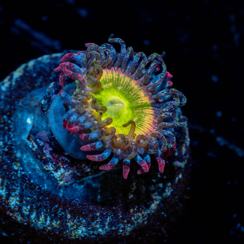 Funny D's Zoanthid