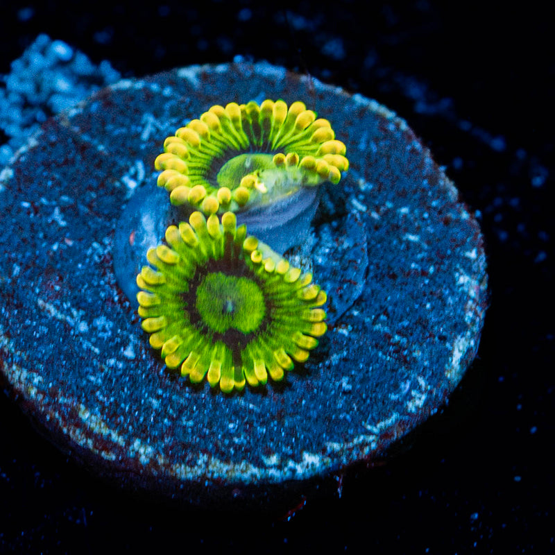 Rainbow Yoda's Zoanthid