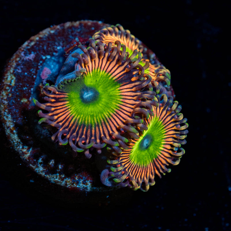 Candy Apple Pink Zoanthid