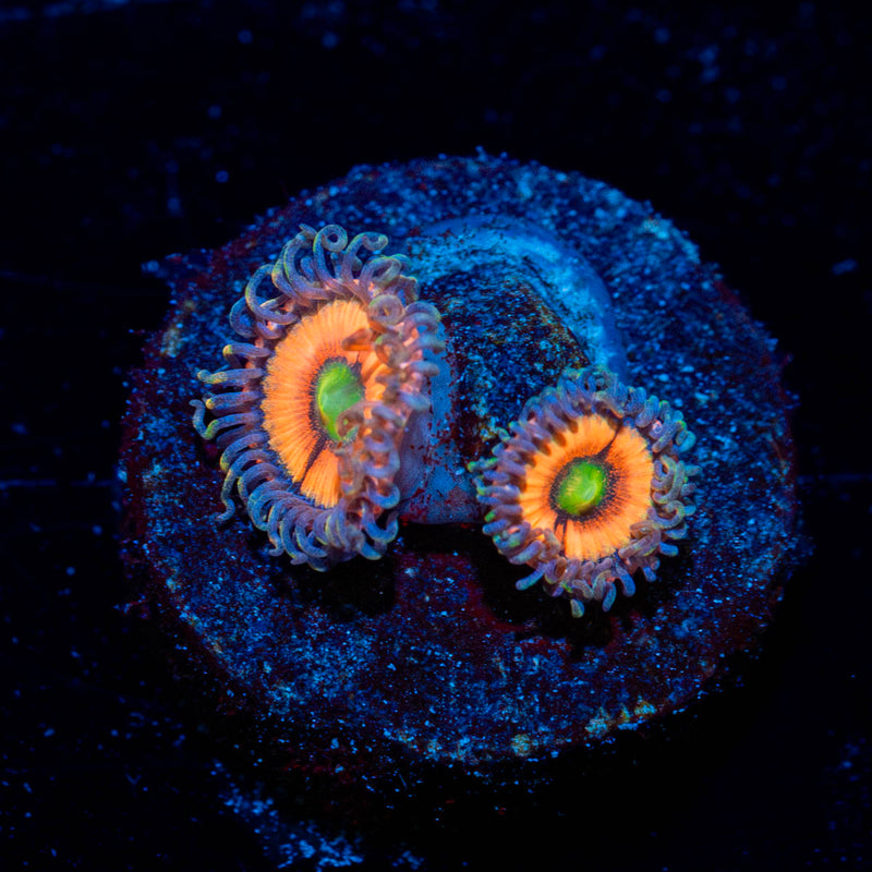 Valkyries Zoanthid