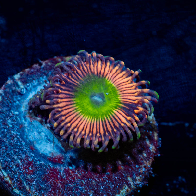 Candy Apple Pink Zoanthid
