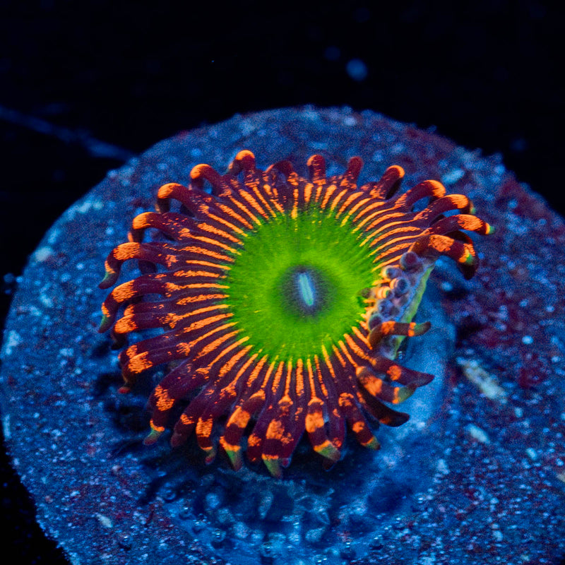 Candy Apple red Zoanthid