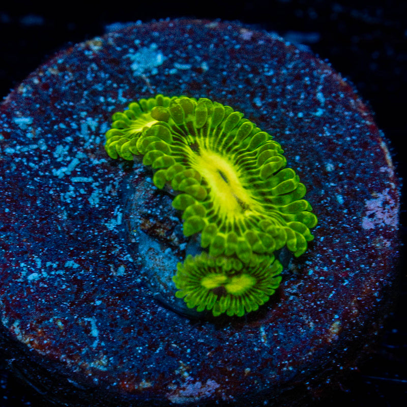 Emerald Muals Zoanthid