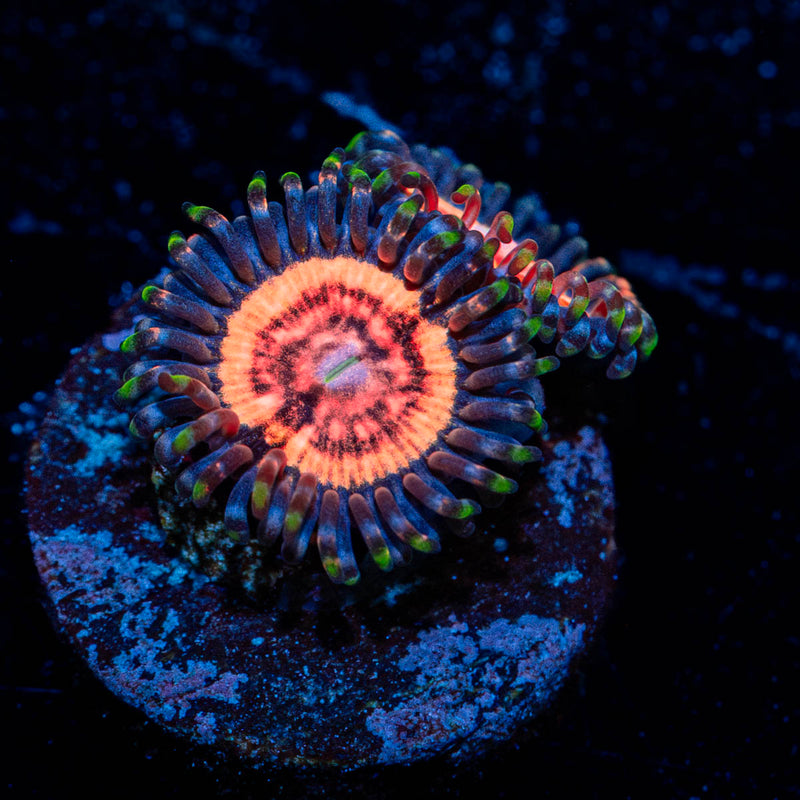 Valkyries Zoanthid