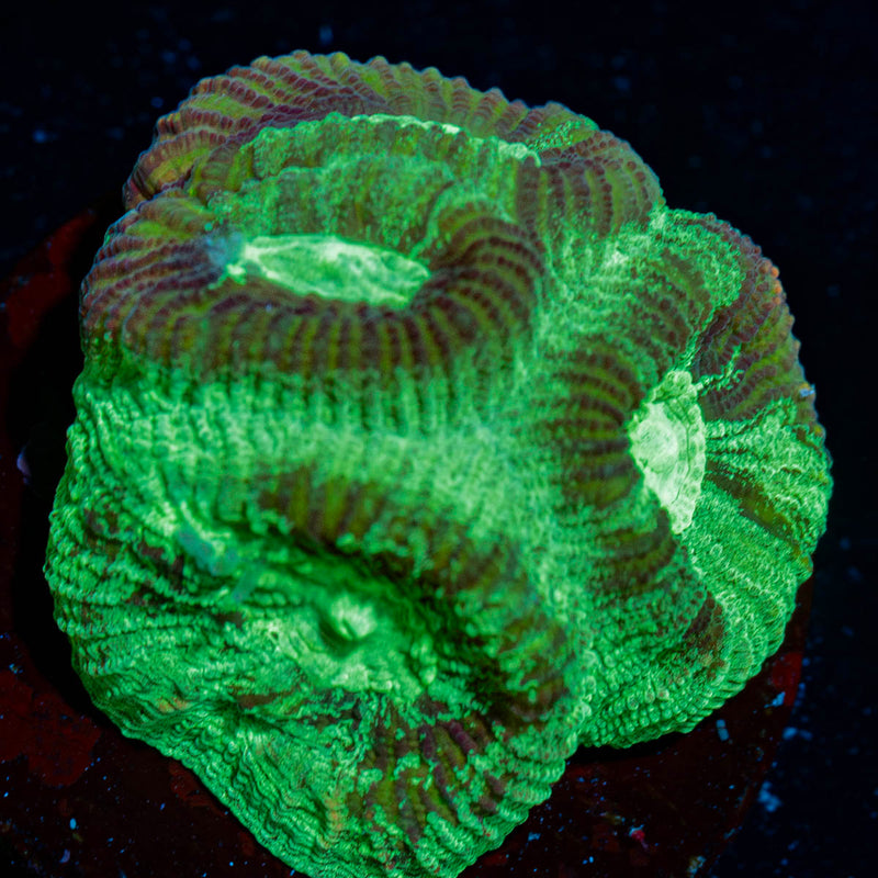 Green Lantern Favia