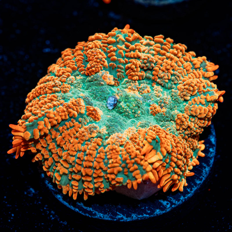 Charizard Mushroom
