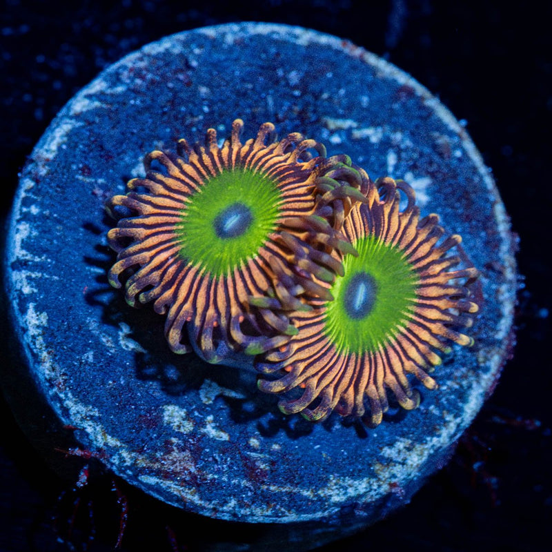 Candy Apple Pink Zoanthid