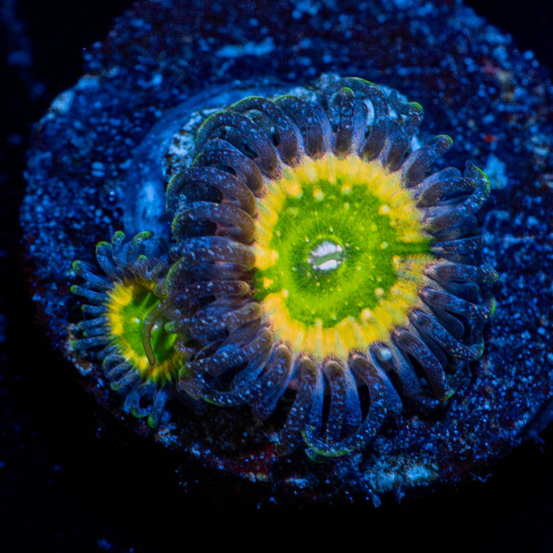 Tinker Bells Zoanthid