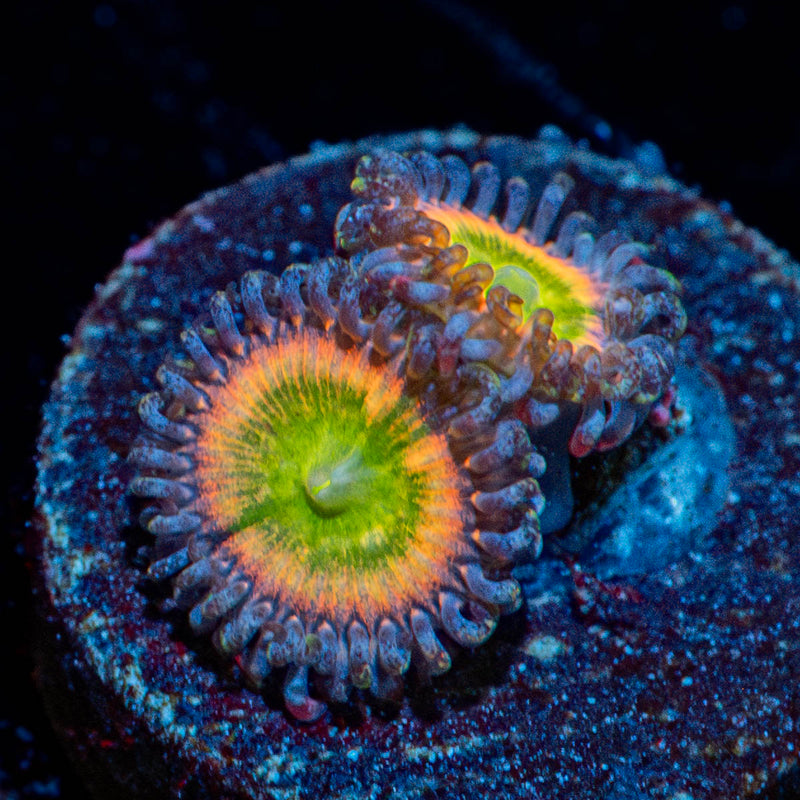 Funny D's Zoanthid