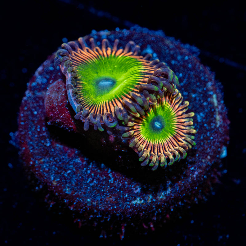 Candy Apple Pink Zoanthid