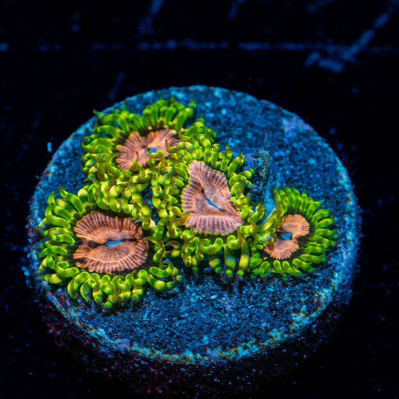 Purple monsters Zoanthid