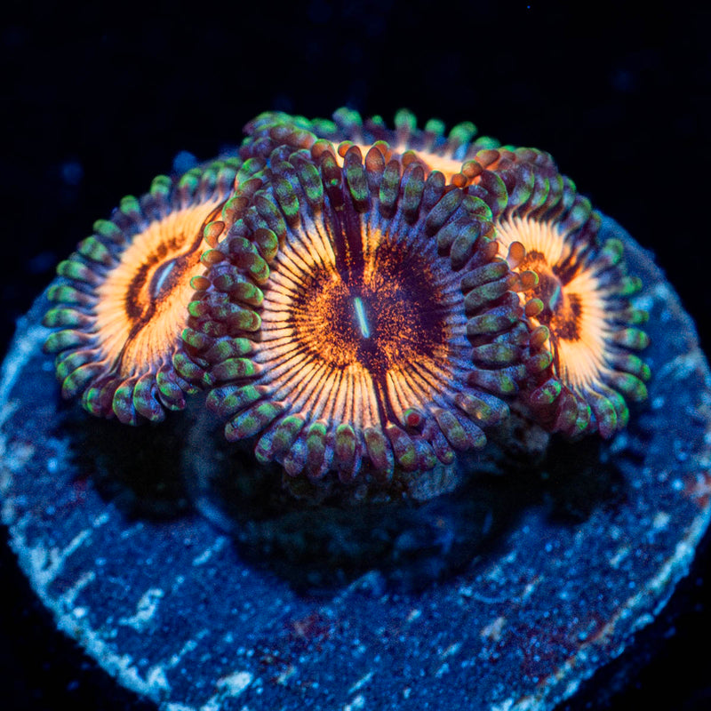 desert storm Zoanthid