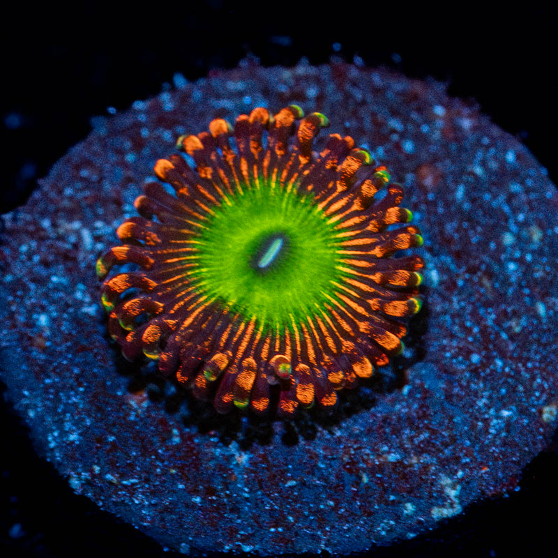 Candy Apple red Zoanthid