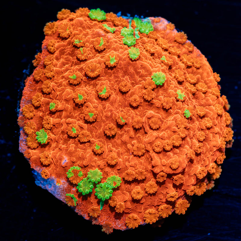 WWC Sunfire Grafted Montipora