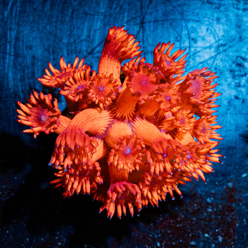 Red Rum Goniopora