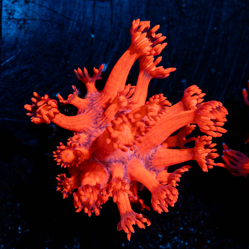 Red Bull Goniopora