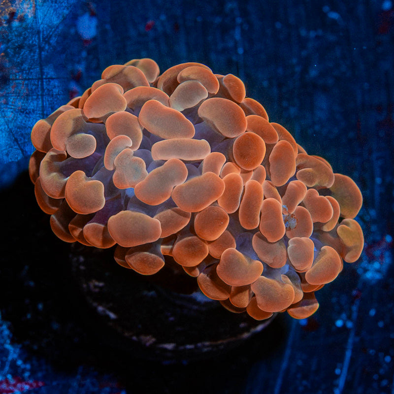 Rose Hammer Euphyllia