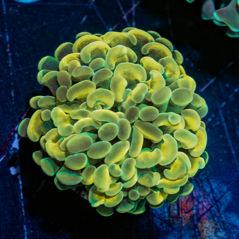 Gold hammer Euphyllia