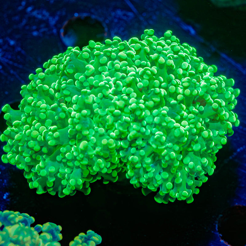 Neon Green Octospawn Euphyllia