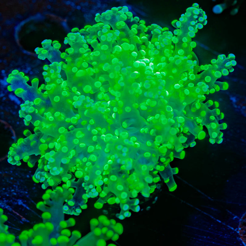 Neon Green Frogspawn Euphyllia