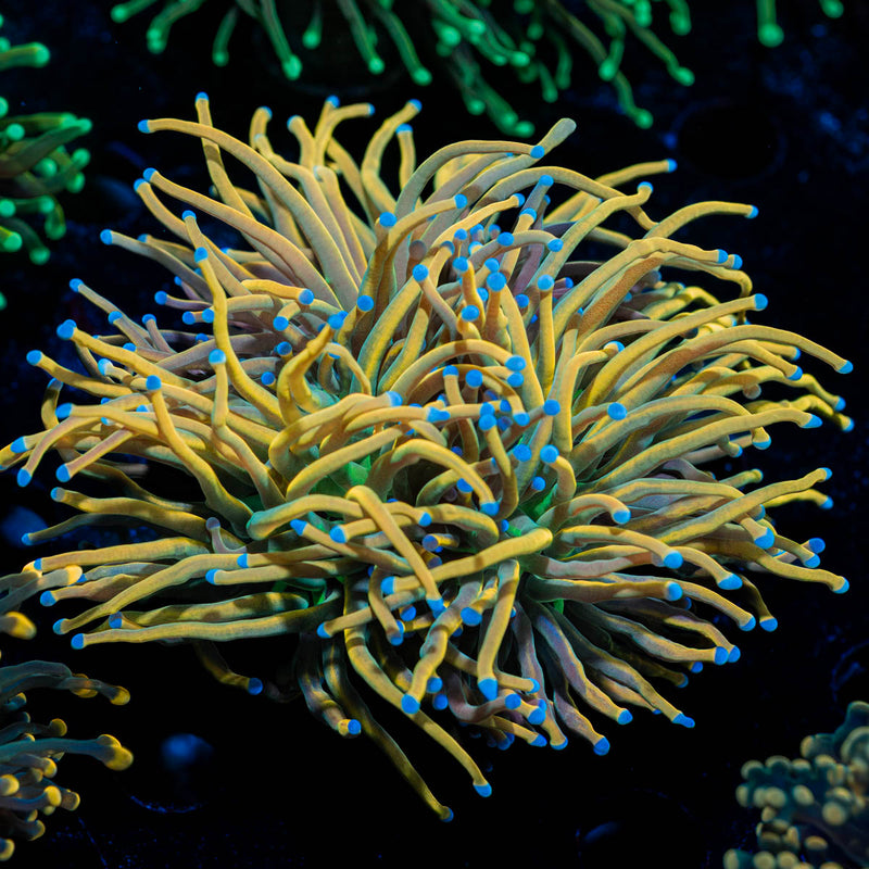 Sun Drop Torch Euphyllia