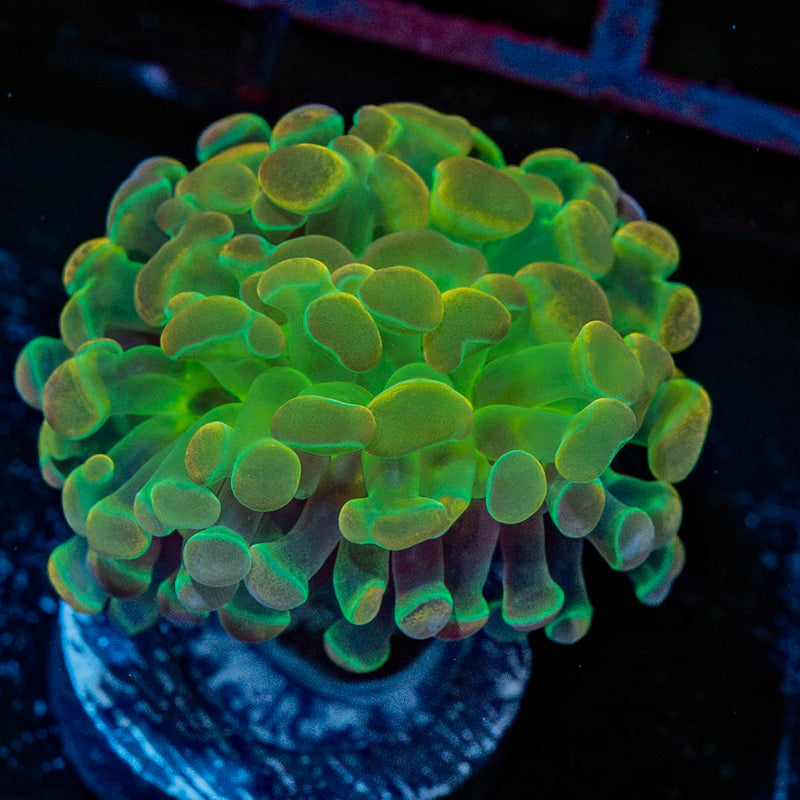 Hypnotoad Hammer Euphyllia