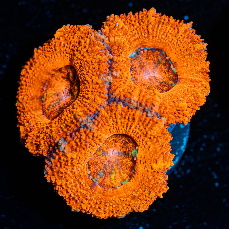 Acan/Micromussa