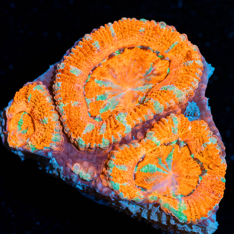 Acan/Micromussa
