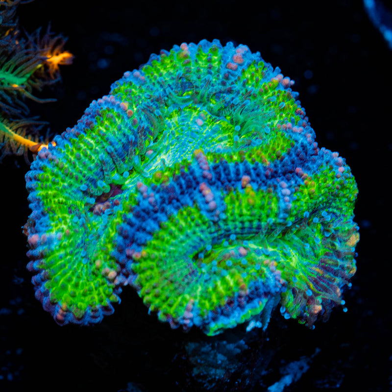 Acan/Micromussa