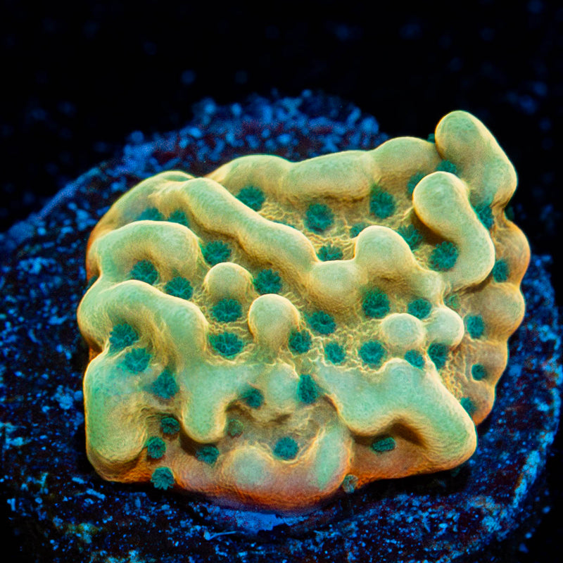 Beach Bum Montipora