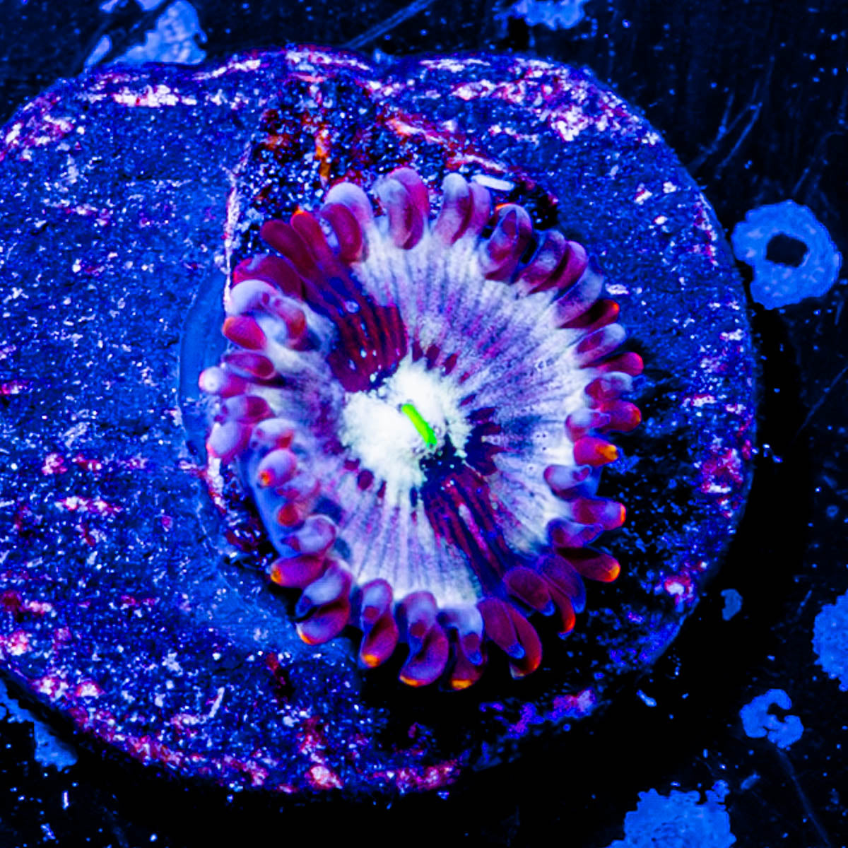 Seduction Zoanthid