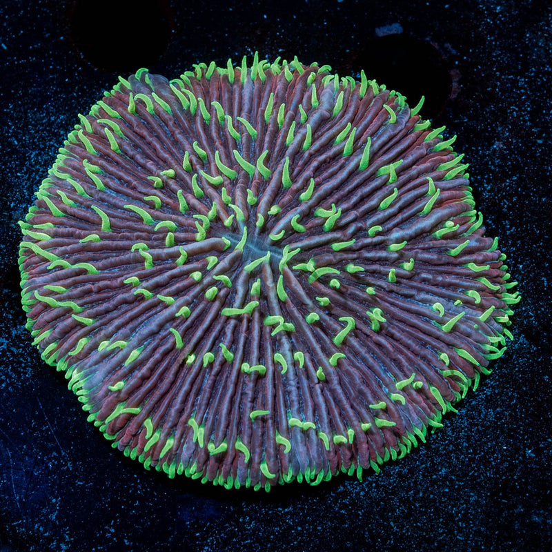 Royal Plate Fungia