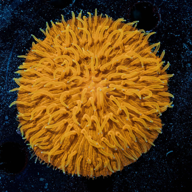 Vivid Orange Plate Fungia