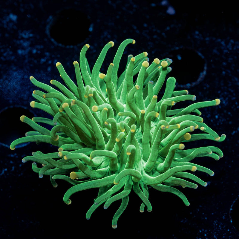 Green Torch Euphyllia