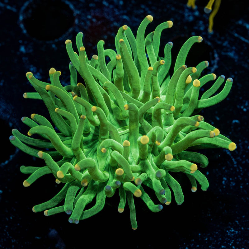 Green Torch Euphyllia