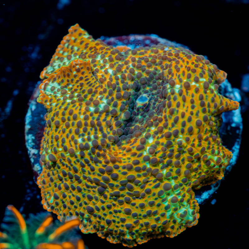 Leopard Print Mushroom