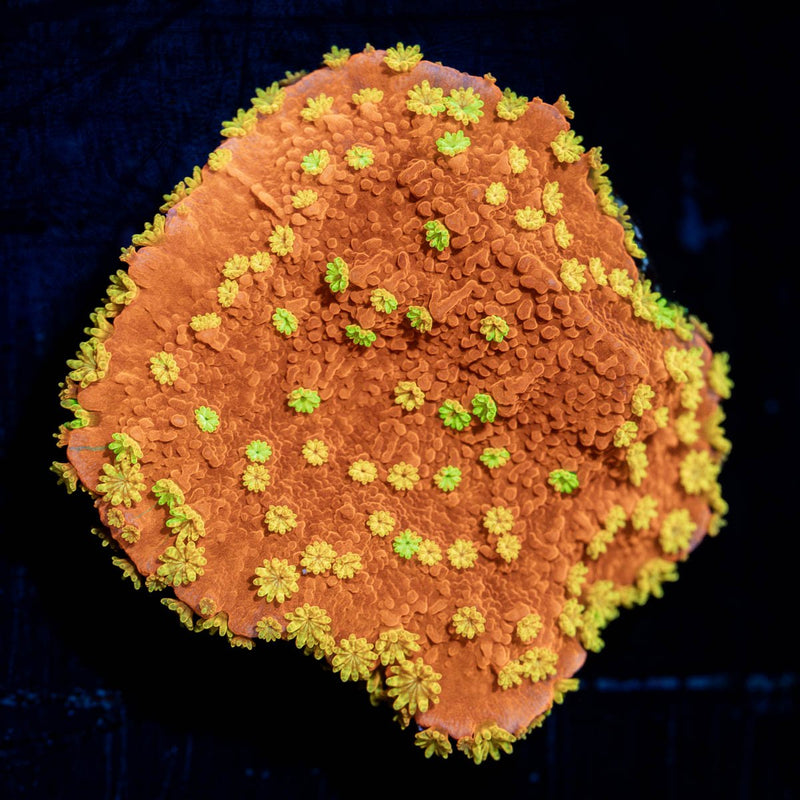 WWC Sunfire Grafted Montipora