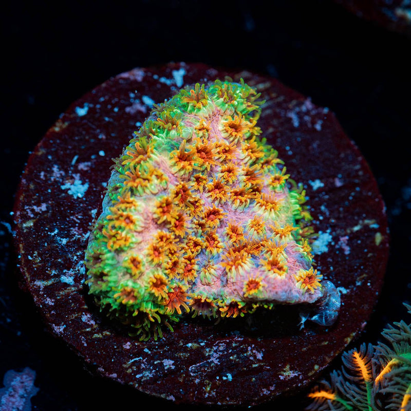 Skittles Bomb Cyphastrea