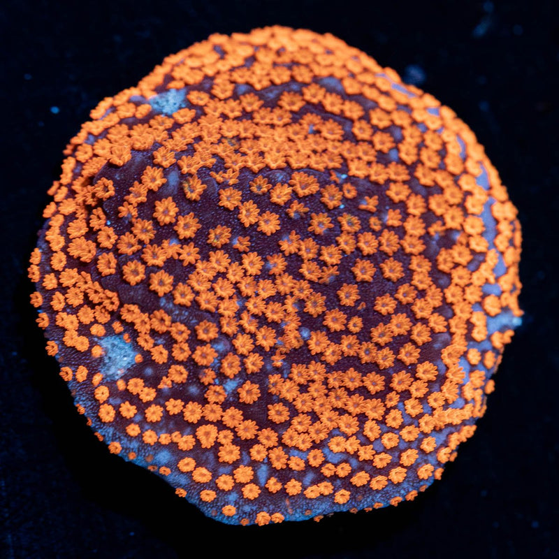SuperMan Montipora